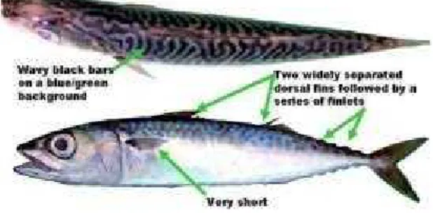 Gambar 2.1 Ikan Scomber (Sumber : Srihartati, 2003).