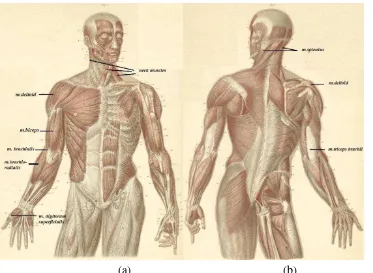 Gambar 3 letak otot-otot pergerakan leher, bahu, lengan dan keempat jari. : (a) bidang depan (b) bidang belakang tubuh manusia aSumber : Anatomy Atlases (1995) dengan penambahan keterangan 