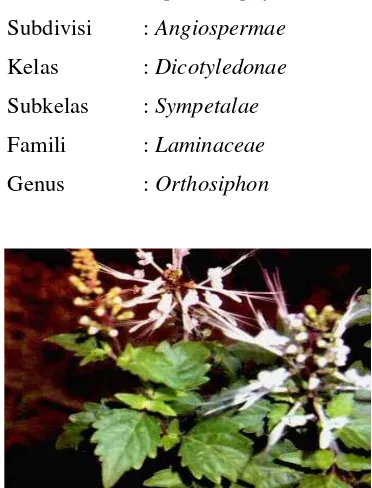 Gambar 1. Orthosiphon stamineus Benth. (Anonim, 2005) 