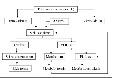 Gambar 3. Siklus toksikan dalam tubuh (Donatus, 2001) 