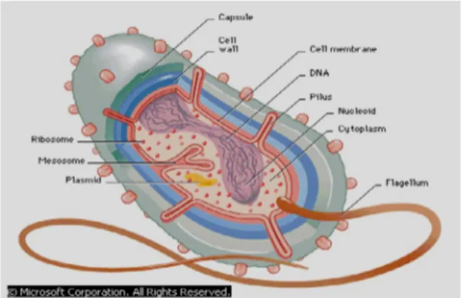 Gambar 2. Anatomi Umum dari Bakteri. Dikutip dari : Microsoft Encarta  Reference Library Premium, 2005
