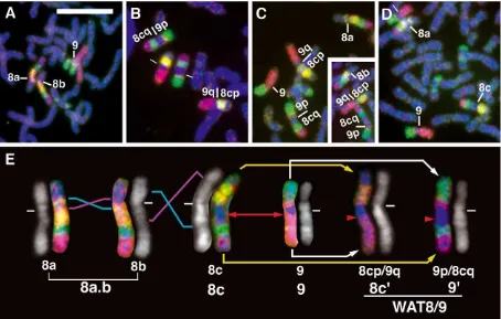 Figure 2. Chromosome painting analysis of agile gibbons using human chromosome painting probes HSACs 9 (red), 17 (green), and(chromosomes 8a, 8c, 9, and 9
