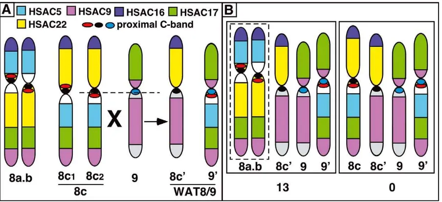 Figure 3. Schematic pathway of chromosome changes in agile gibbons (A) and expected heterozygotic patterns (B)