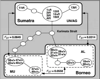 Figure 4. Schematic relationships between Sumatran (UN/AG) and Bornean (AL) agile gibbons, and Mu¨ller’s Bornean gibbons(MU), showing the network of TSPY gene sequences, genetic distance between groups (arrows) calculated with alleles ofmicrosatellite DNA 