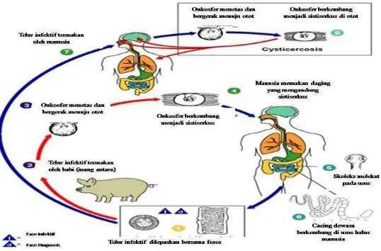 Gambar 1 Siklus hidup T. solium (CDC 2013) 