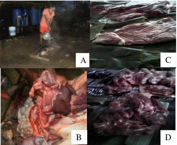 Gambar 3 Cara menyembelih dan menjual daging babi di Pasar Remu  Sorong 
