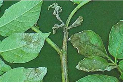 Gambar 2. Sporulasi Phytophthora infestans (Sumber: Paul, 1998 http:// pada daun kentang                           www.apsnet.org/online/feature/lateblit/chapter1/epidemic.htm