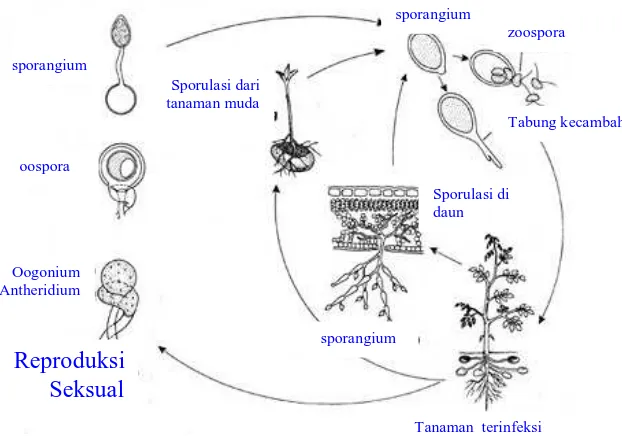 Gambar 4. Daur hidup Phytophthora infestans  (Sumber: Paul, 1998 http:// www.apsnet.org/online/feature/lateblit/chapter1/epidemic.htm)