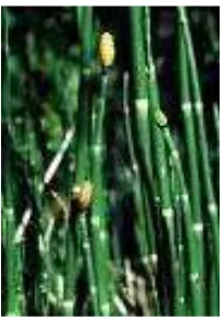 Gambar 5. paku Ekor kuda/ horsetail ( Equisetum(Sumber: Watson, 2009  sp.)                                           http://www.mdidea.com/products/herbextract/horsetail/data.hmtl)