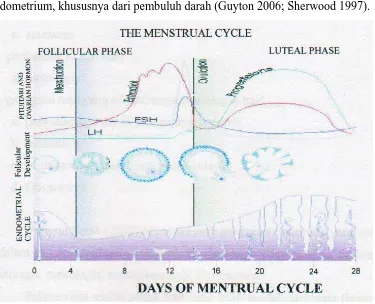 Gambar 2.1. Siklus Menstruasi (www.sproject. Mmi.megill.ca.com) 
