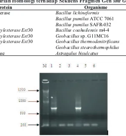 Tabel 3 Hasil Pencarian Homologi terhadap Sekuens Fragmen Gen smt Geobacillus sp. 20k