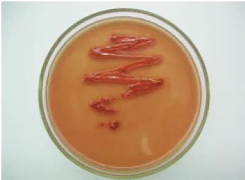 Gambar 2  Koloni Geobacillus sp. 20k pada Media yang Disuplementasi Se