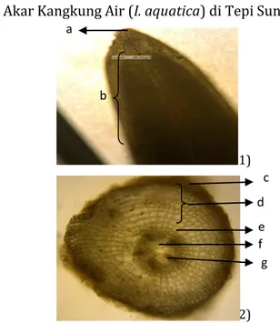 Gambar  4.3  Anatomi  kangkung  air  (I.  aquatica)    a.  tudung  akar,  b.  zona  pembelahan,  c