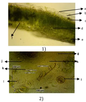 Gambar  4.7.  1)  irisan  melintang  daun  I.  aquatica  (perbesaran  100x).  2)    irisan  membujur  daun I