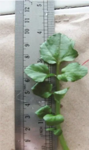 Gambar 2.1. Organ daun selada air (Nasturtium spp.) 25