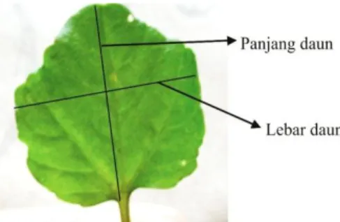 Gambar 4.1. Pengukuran panjang dan lebar daun (posisi:ventral).  