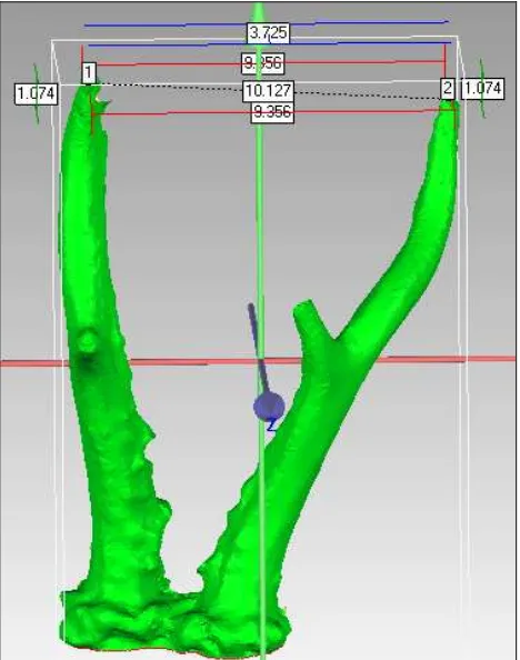 Figure 10. Antler length measurement on the 3D model  