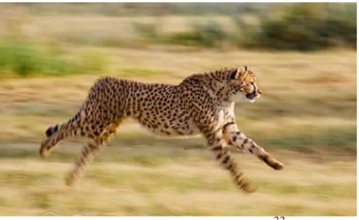 Gambar 2.2 Harimau berlari. 33