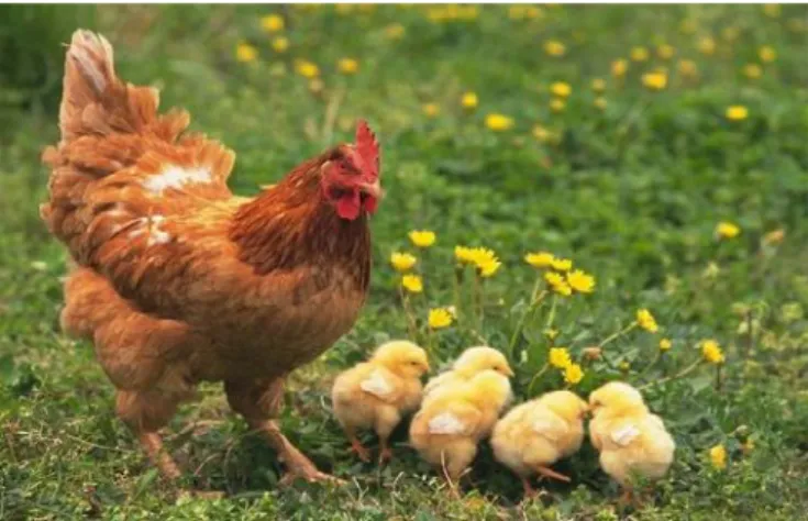 Gambar 2.6 Reproduksi pada ayam. 43