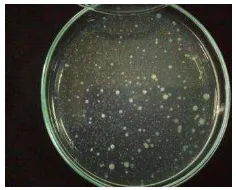 Gambar 1  Biakan mikroba pada media (PCA pengenceran 10-1) 