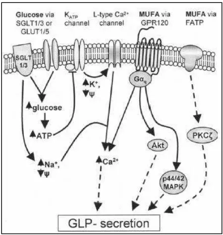 Gambar 2.4. Mekanisme nutrien dalam regulasi sekresi GLP-1 (Lim dan 