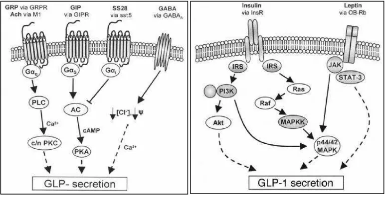 Gambar 2.5. Mekanisme  hormonal dalam regulasi sekresi GLP-1 (Lim dan 