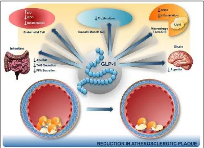 Gambar 2.6. GLP-1 sebagai antiaterosklerosis (Ussher dan Drucker, 2012) 
