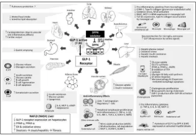 Gambar 2.7. Efek biologis GLP-1 (Kim dan Schuppan, 2012) 