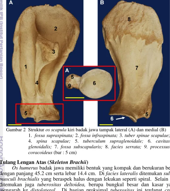 Gambar 2  Struktur os scapula kiri badak jawa tampak lateral (A) dan medial (B)  1.  fossa supraspinata; 2