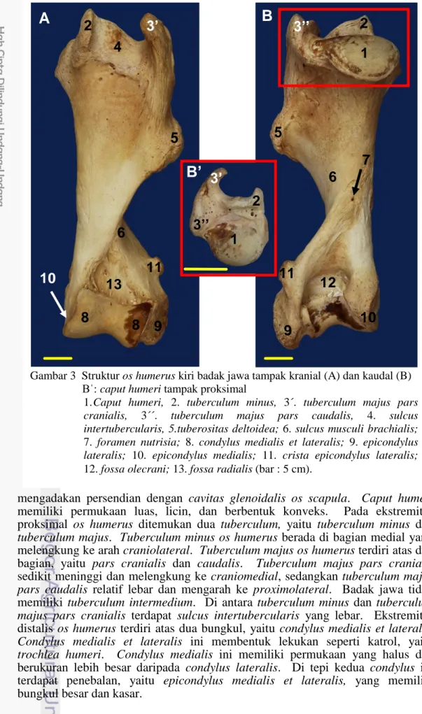 Gambar 3  Struktur os humerus kiri badak jawa tampak kranial (A) dan kaudal (B) Bˈ: caput humeri tampak proksimal 