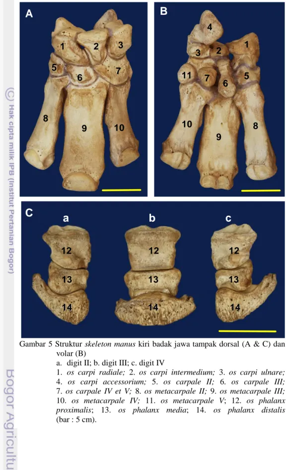 Gambar 5 Struktur skeleton manus kiri badak jawa tampak dorsal (A &amp; C) dan    volar (B)  
