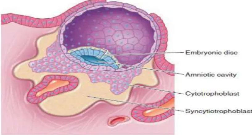 Gambar 2. Implantasi blastocyst pada hari ke 9 atau 10 (Fox, 2010) 