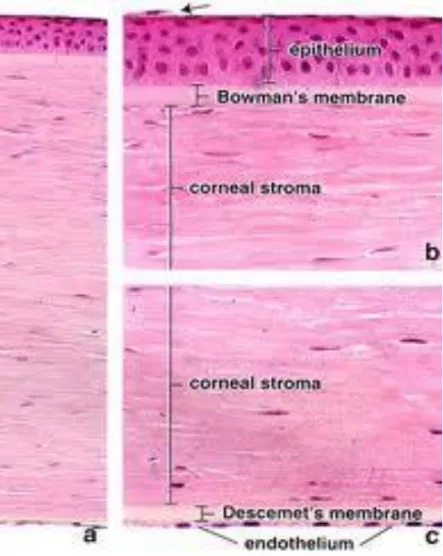 Gambar 2.2 Histologi mata 