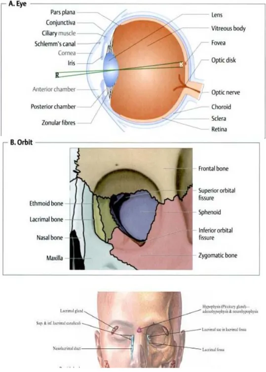 Gambar 2.2. Anatomi mata (Schlote, 2006) 