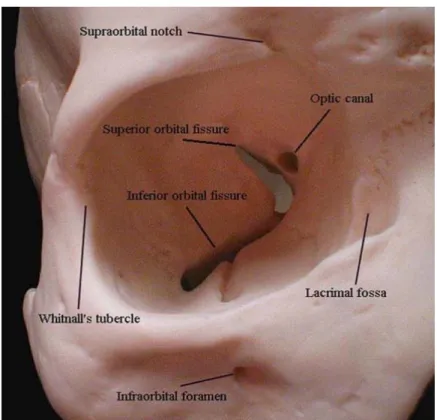 Gambar  4  : Struktur Rongga Orbita.  Anonymous.  Orbital  cavity anatomy.&lt;http://www.edoctoronline.com/medicalatlas