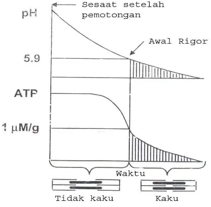 Gambar 3. Penurunan ATP dan pH selama proses rigormortis        Sumber: Sams, 2001 