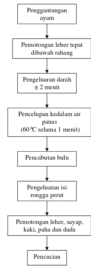 Gambar 4.  Diagram Alir Proses Penyembelihan Ayam          Sumber: Priyatno, 2003 