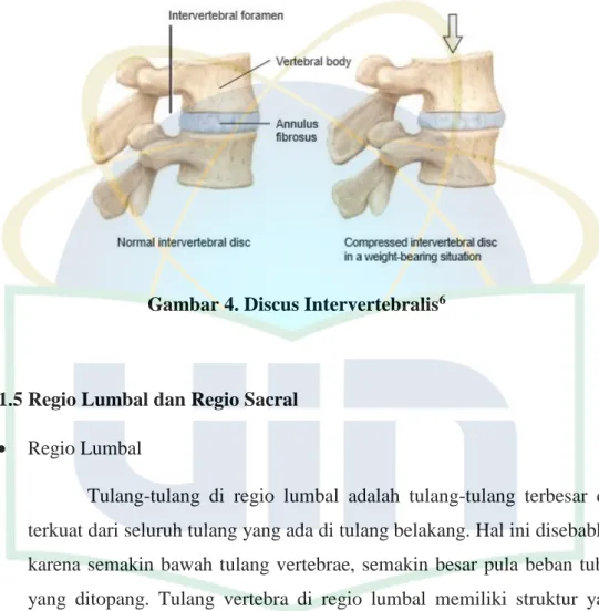 Gambar 4. Discus Intervertebralis 6