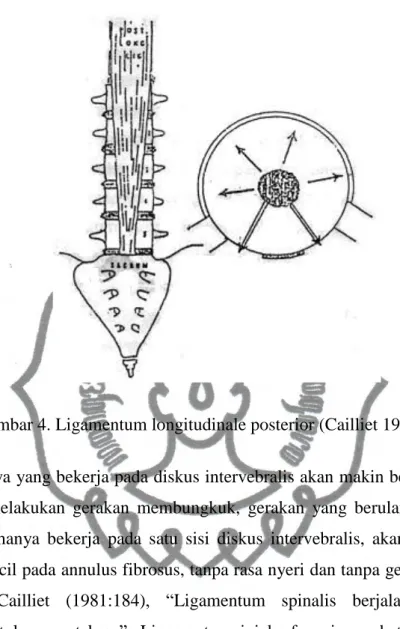 Gambar 4. Ligamentum longitudinale posterior (Cailliet 1981:184) 