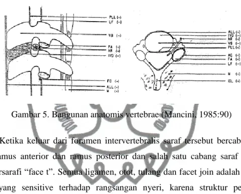 Gambar 5. Bangunan anatomis vertebrae (Mancini, 1985:90) 