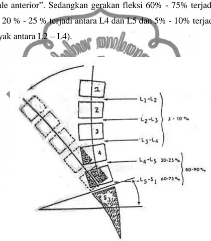 Gambar 8. Tempat dan besarnya fleksi pada vertebrae lumbalis (Cailliet,  1981:176) 