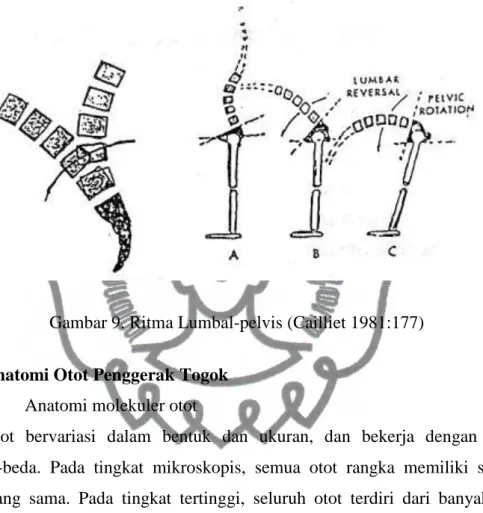 Gambar 9. Ritma Lumbal-pelvis (Cailliet 1981:177)  b.  Anatomi Otot Penggerak Togok 
