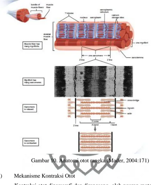 Gambar 10. Anatomi otot rangka (Mader, 2004:171)  2)  Mekanisme Kontraksi Otot 