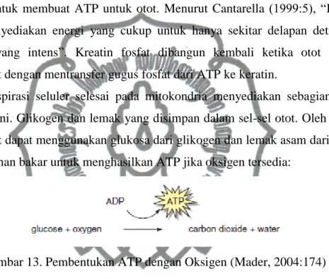 Gambar 12. Pembentukan ATP (Mader, 2004:174) 