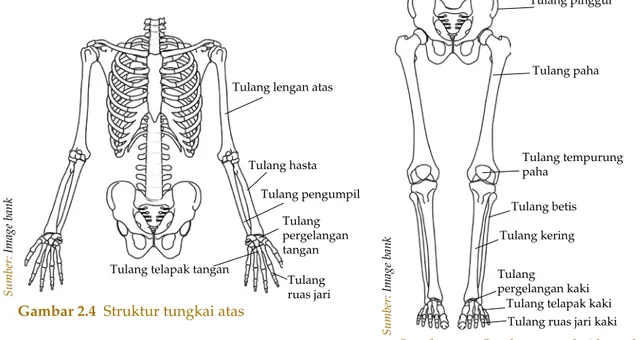 Gambar 2.4  Struktur tungkai atas