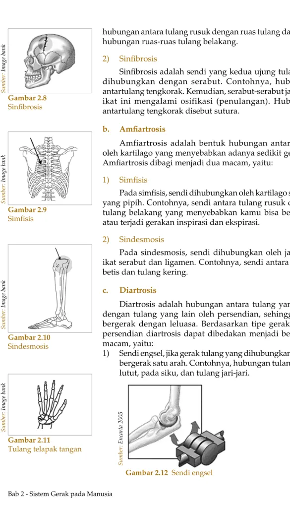 Gambar 2.8 Sinfibrosis