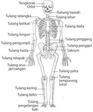 Gambar Kerangka manusia Sumber: Atlas anatomi