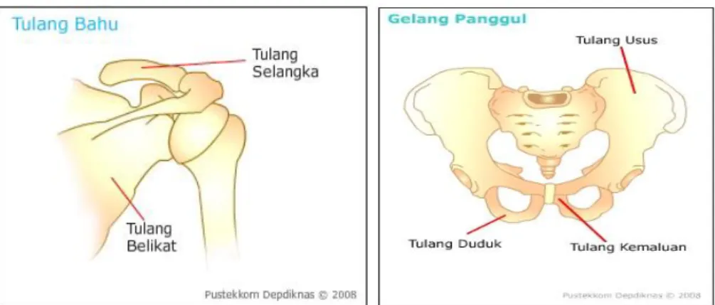 Gambar 2.3 Tulang Bahu dan Gelang Panggul  3.  Bagian Anggota Gerak 