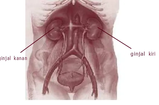 Gambar 1.1 Letak ginjal di dalam rongga perut bagianbelakangdi sebelahkanankiritulang pinggang