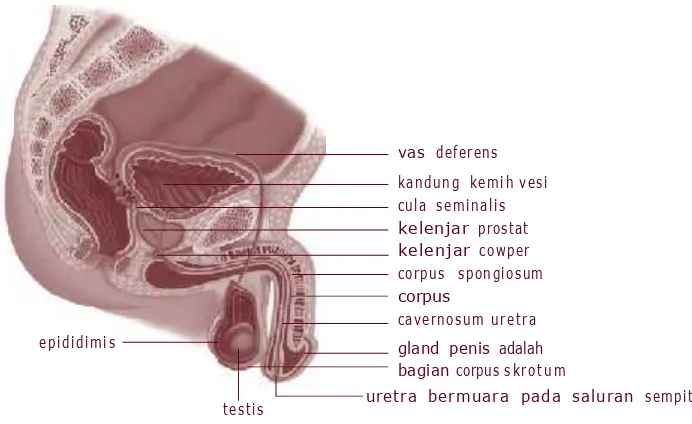 Gambar 2.1 Sistem reproduksi pada pria